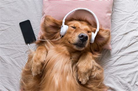 can dogs listen to music? And does it make them happier?