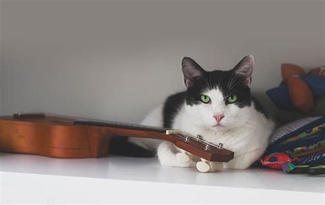 What Music Do Cats Like? And Other Feline-Related Music Mysteries